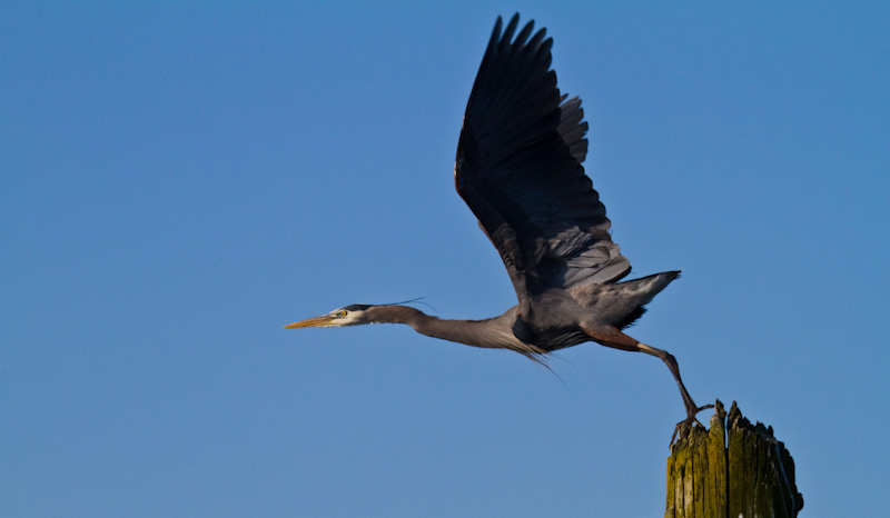 Great Blue Heron Taking Flight